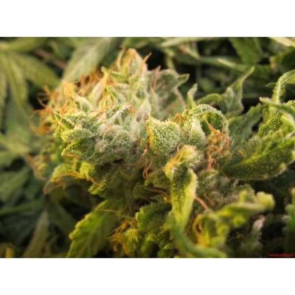 Devil Fruit (Medical Seeds) Feminiserede