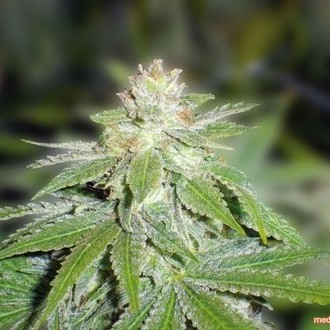 Devil Fruit (Medical Seeds) Feminiserede