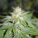Devil Fruit (Medical Seeds) Feminiserede