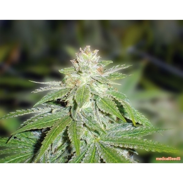 Devil Fruit (Medical Seeds) Feminiserede