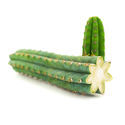 Peruviansk fakkel (Echinopsis peruviana)
