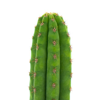 Peruviansk fakkel (Echinopsis peruviana)