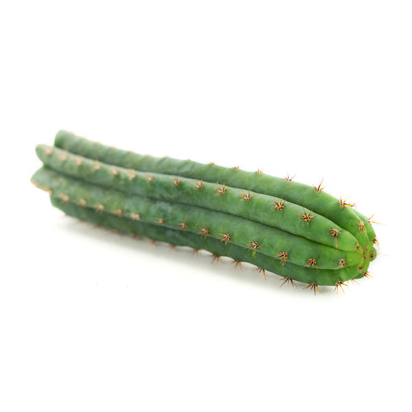 Peruviansk fakkel (Echinopsis peruviana)