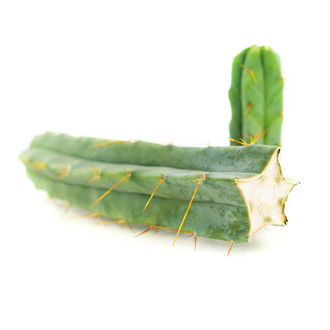 Boliviansk fakkelkaktus (Echinopsis lageniformis)