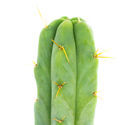 Boliviansk fakkelkaktus (Echinopsis lageniformis)