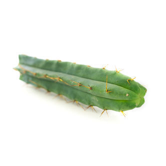 Boliviansk fakkel (Echinopsis lageniformis)