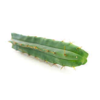 Boliviansk fakkelkaktus (Echinopsis lageniformis)