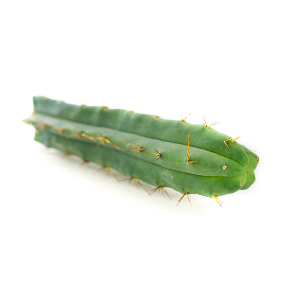 Boliviansk fakkelkaktus (Echinopsis lageniformis)