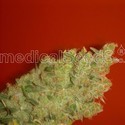 Jack La Mota (Medical Seeds) Feminiserede