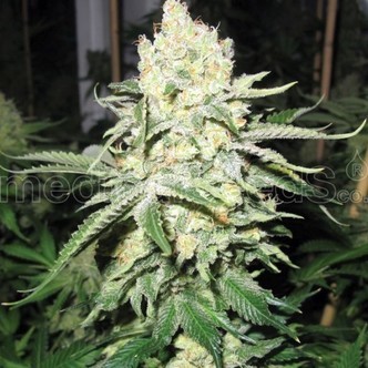 No Name (Medical Seeds) feminiserede