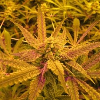 No Name (Medical Seeds) Feminiserede