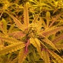 No Name (Medical Seeds) Feminiserede