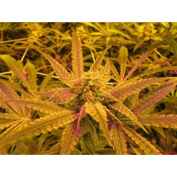 No Name (Medical Seeds) Feminiserede