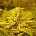 No Name (Medical Seeds) Feminiserede
