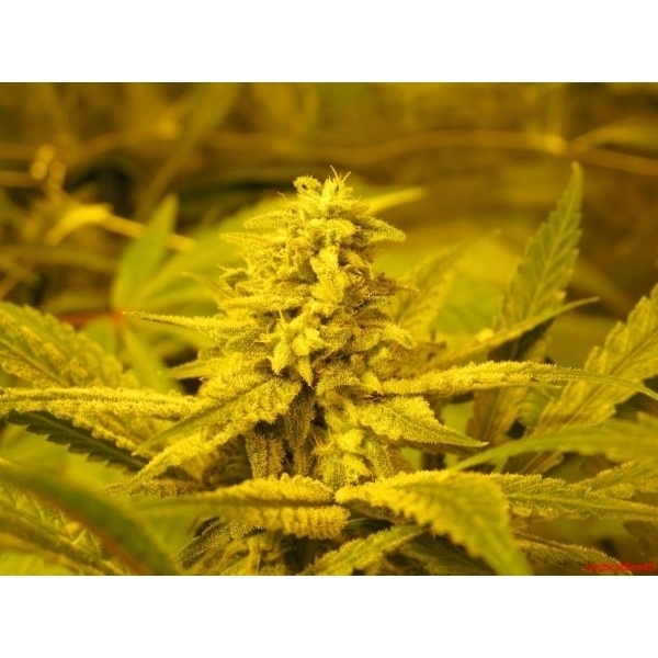 No Name (Medical Seeds) Feminiserede