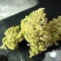 No Name (Medical Seeds) Feminiserede