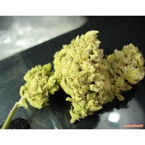 No Name (Medical Seeds) Feminiserede