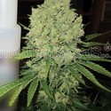 Prozack (Medical Seeds) Feminiserede