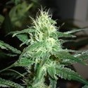 Prozack (Medical Seeds) Feminiserede