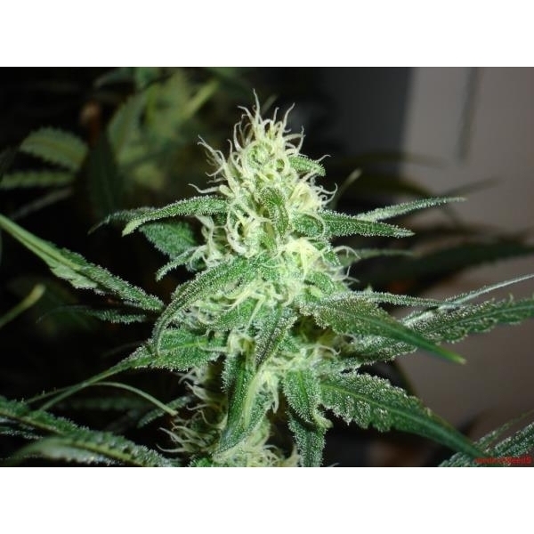 Prozack (Medical Seeds) Feminiserede