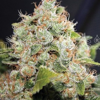 BCN Sour Diesel (Medical Seeds) feminiserede cannabisfr&oslash;