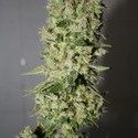 BCN Sour Diesel (Medical Seeds) Feminiserede