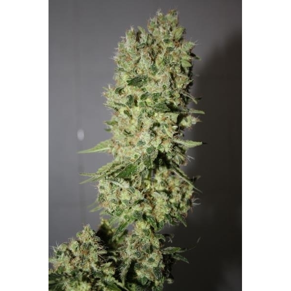 BCN Sour Diesel (Medical Seeds) Feminiserede