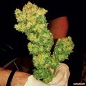 BCN Sour Diesel (Medical Seeds) Feminiserede