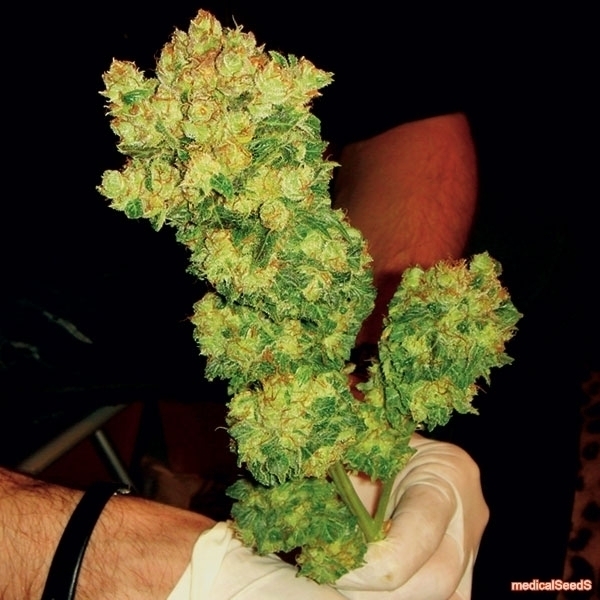 BCN Sour Diesel (Medical Seeds) Feminiserede