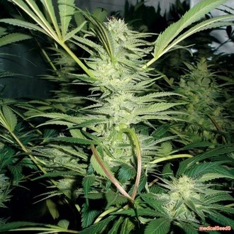 White Widow (Medical Seeds) Feminiserede