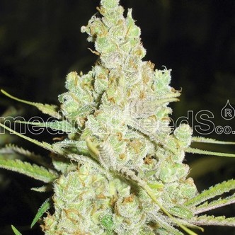 1024 (Medical Seeds) feminiserede cannabisfr&oslash;