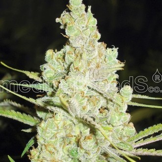 1024 (Medical Seeds) Feminiserede