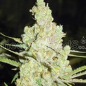 1024 (Medical Seeds) Feminiserede