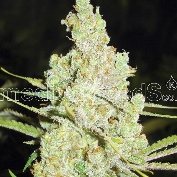 1024 (Medical Seeds) Feminiserede