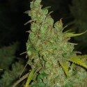 1024 (Medical Seeds) Feminiserede