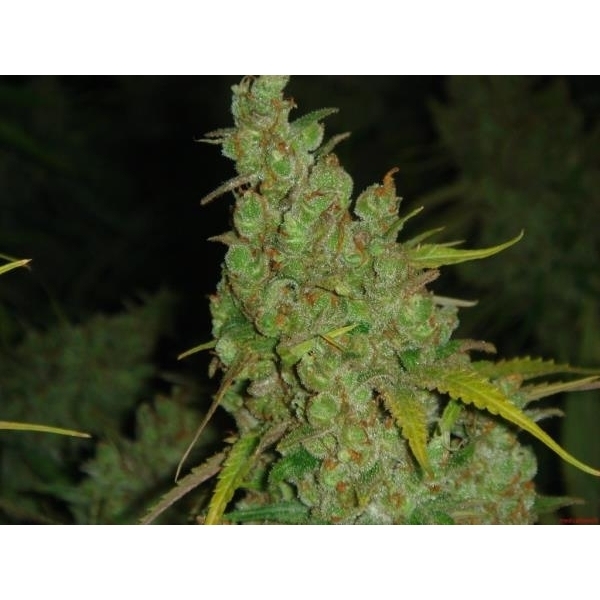 1024 (Medical Seeds) Feminiserede