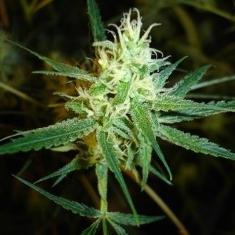 1024 (Medical Seeds) Feminiserede