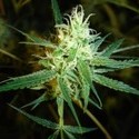 1024 (Medical Seeds) Feminiserede