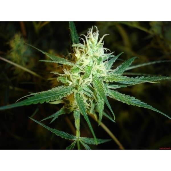 1024 (Medical Seeds) Feminiserede