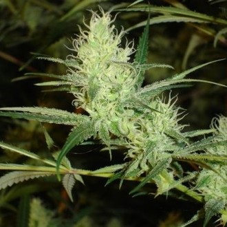 1024 (Medical Seeds) Feminiserede