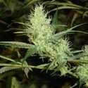 1024 (Medical Seeds) Feminiserede