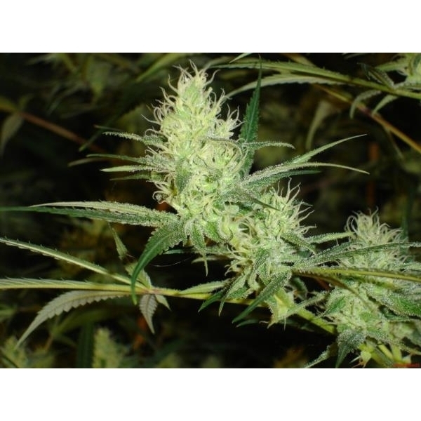 1024 (Medical Seeds) Feminiserede