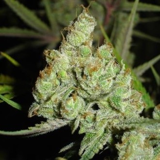 1024 (Medical Seeds) Feminiserede