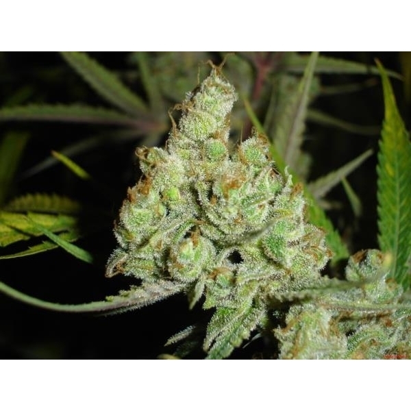 1024 (Medical Seeds) Feminiserede