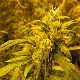 2046 (Medical Seeds) Feminiserede