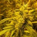 2046 (Medical Seeds) Feminiserede