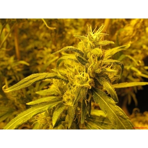 2046 (Medical Seeds) Feminiserede