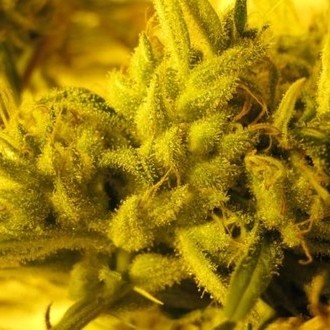 2046 (Medical Seeds) Feminiserede