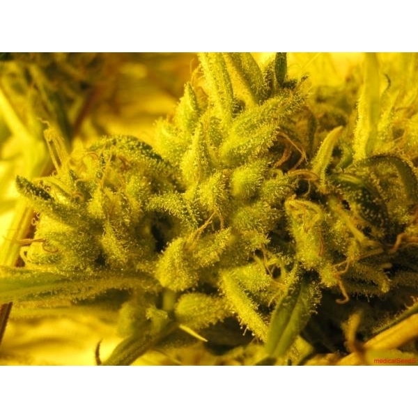 2046 (Medical Seeds) Feminiserede