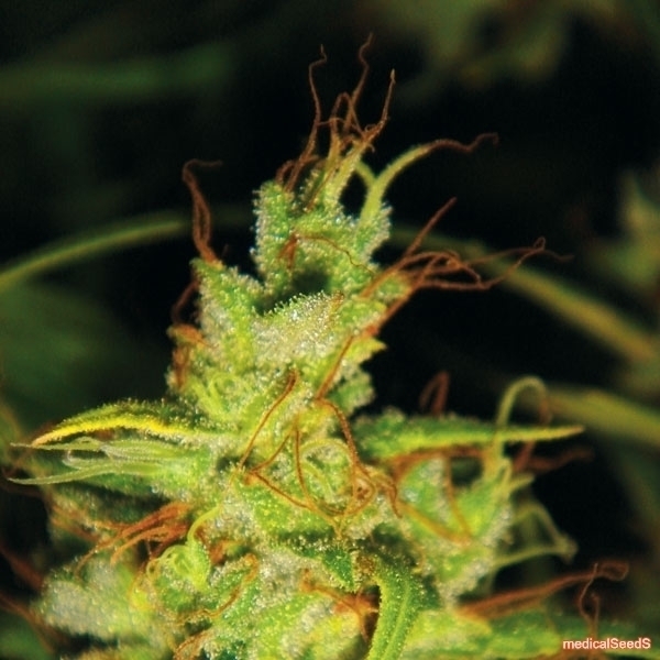 2046 (Medical Seeds) Feminiserede